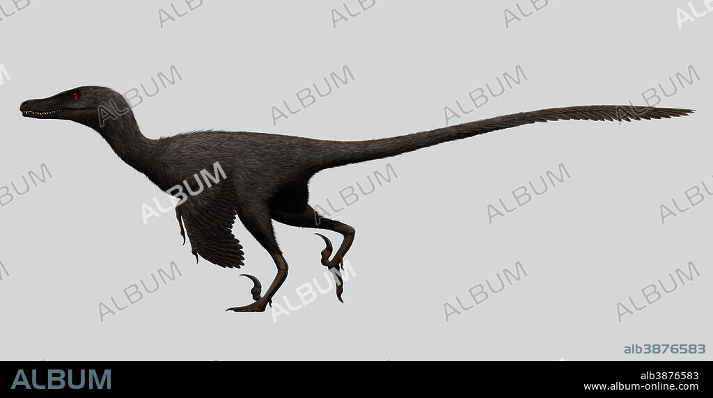 Velociraptor mongoliensis, mid-sized (2m long, 15kg) dromaeosaurid dinosaur from the late Cretaceous of Mongolia.