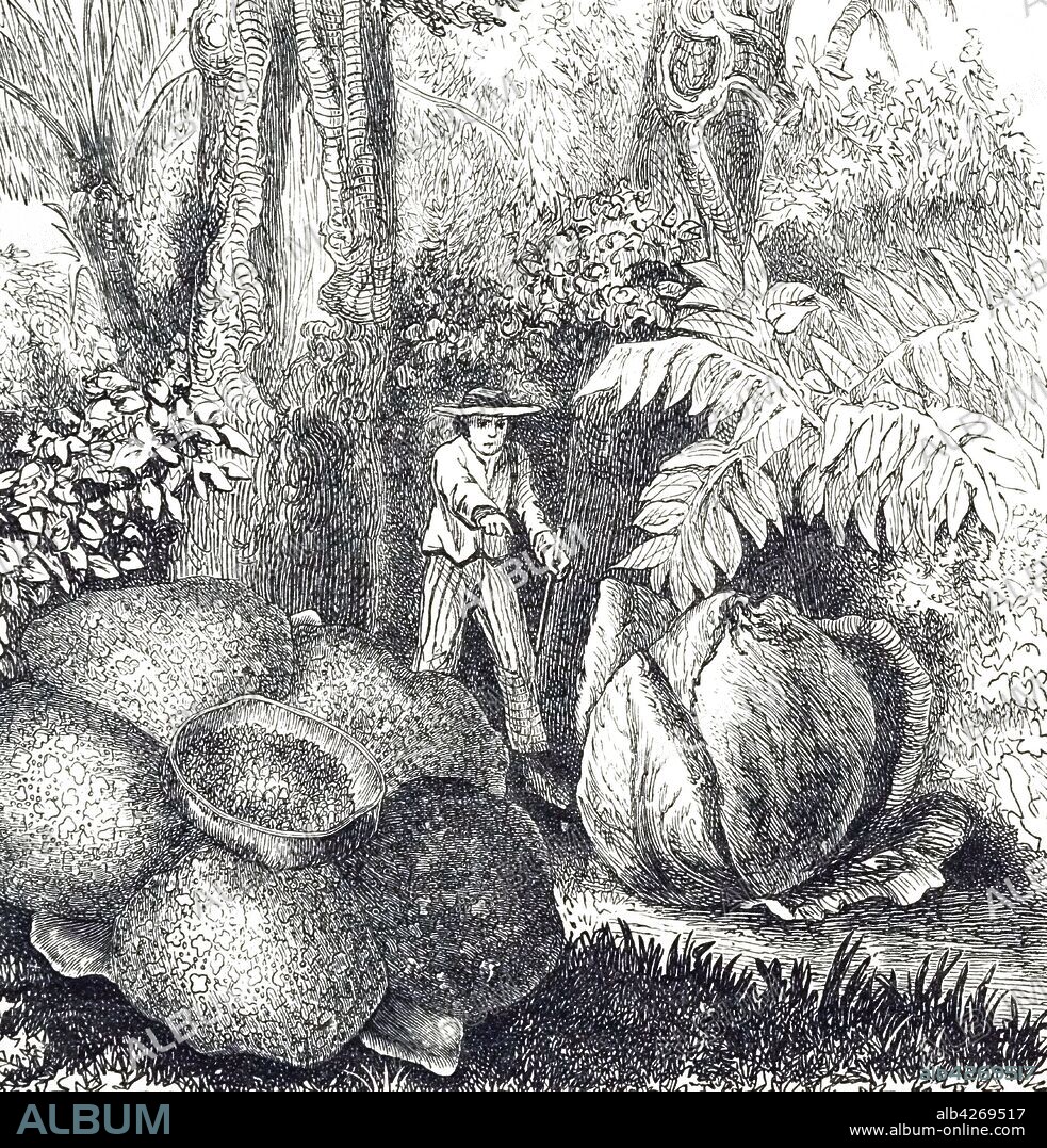 An engraving depicting the flower and bud of Rafflesia arnoldii, a species of flowering plant in the parasitic genus Rafflesia. Dated 19th century.