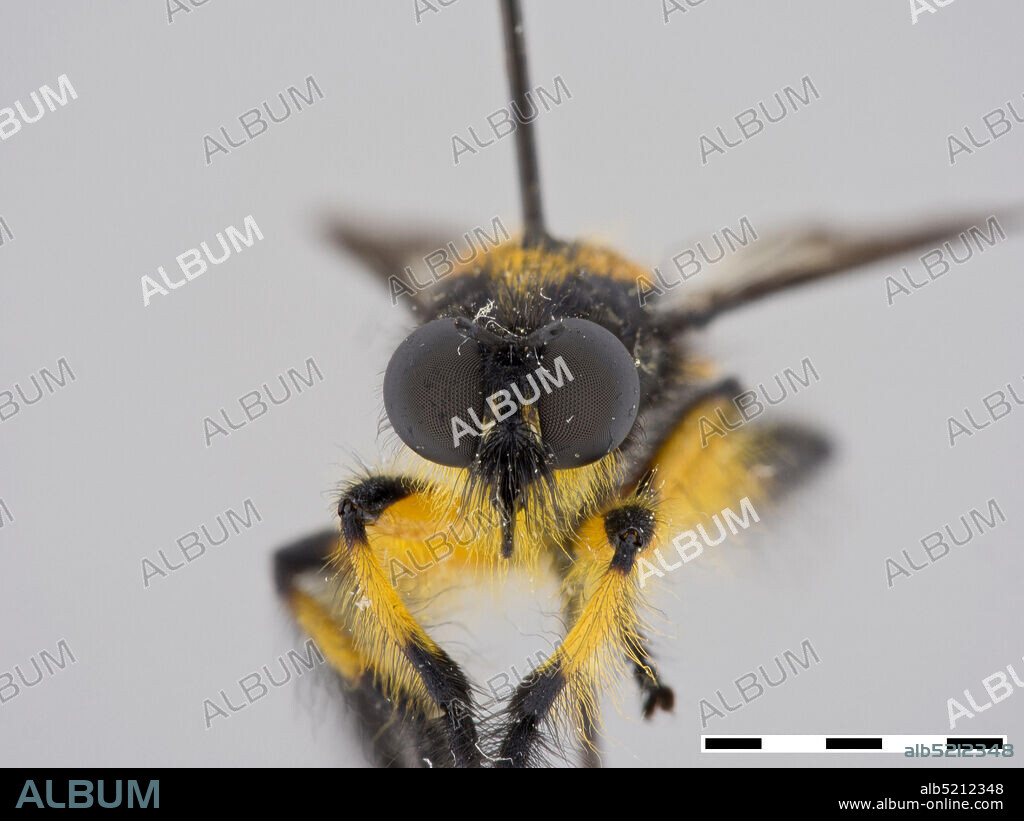 Pinned, N Klipplaatdrift Farm, 17 km N Utrecht, KwaZulu-Natal, South Africa, Choerades bella Loew, 1858, Animalia, Arthropoda, Insecta, Diptera, Asilidae, Laphriinae.