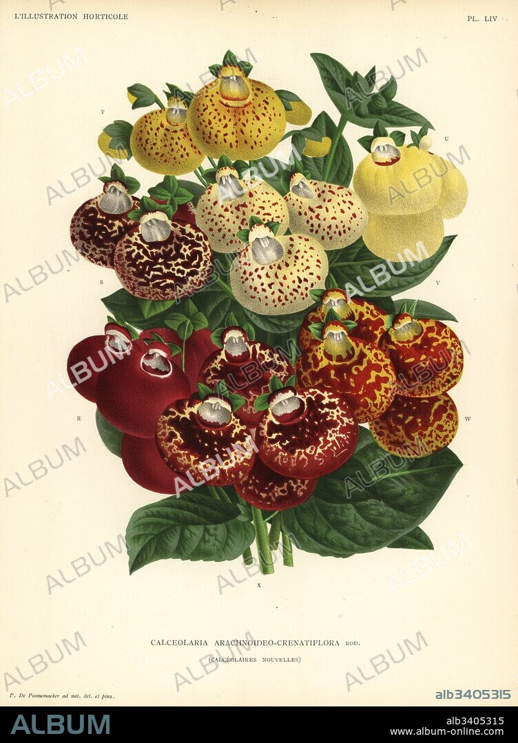 Lady's purse varieties, Calceolaria arachnoidea (Calceolaria arachnoideo-crenatiflora). Drawn and chromolithographed by Pieter de Pannemaeker from Jean Linden's l'Illustration Horticole, Brussels, 1888.