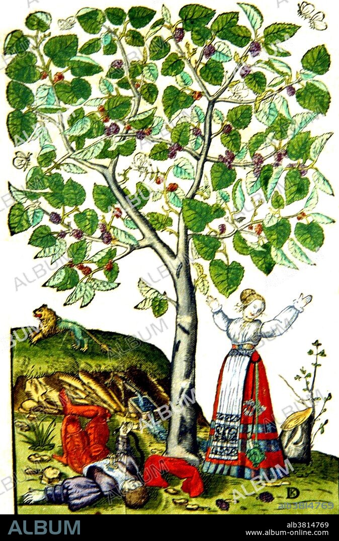 A scene from the Pyramus and Thisbe myth as described by Ovid. Thisbe arrives at the mulberry tree and throws up her arms at the sight of the dying Pyramus who lies next to the tree. The handle of a knife protrudes from his chest. Butterflies fly amidst the leaves of the fruitful tree and the lion is shown running away in the distance. Publius Ovidius Naso (43 BC-17/18 AD), known as Ovid, was a Roman poet best known as the author of the three major collections of erotic poetry: Heroides, Amores, and Ars Amatoria, and of the Metamorphoses, a mythological hexameter poem. He is considered a master of the elegiac couplet, and is traditionally ranked alongside Virgil and Horace as one of the three canonic poets of Latin literature. His poetry remains one of the most important sources of classical mythology. The exile of Ovid is one of the most mysterious events of what is now called Classical antiquity. In 8 AD he was banished from Rome to Tomis, on the shores of the Black Sea, by decree of the emperor Augustus, but for reasons never definitively answered. In exile, Ovid wrote two poetry collections titled Tristia and Epistulae ex Ponto, illustrating his sadness and desolation. Being far from Rome, he had no access to libraries, and thus might have been forced to abandon the Fasti poem about the Roman calendar, of which only the first six books exist - January through June. He died 17 or 18 AD, at the age of 58 or 60.