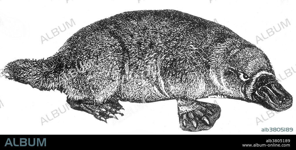 The platypus (Ornithorhynchus anatinus) is a semiaquatic mammal endemic to eastern Australia, including Tasmania. Together with the four species of echidna, it is one of the five extant species of monotremes, the only mammals that lay eggs instead of giving birth. The unusual appearance of this egg-laying, duck-billed, beaver-tailed, otter-footed mammal baffled European naturalists when they first encountered it, with some considering it an elaborate hoax. Undated, no illustrator credited.