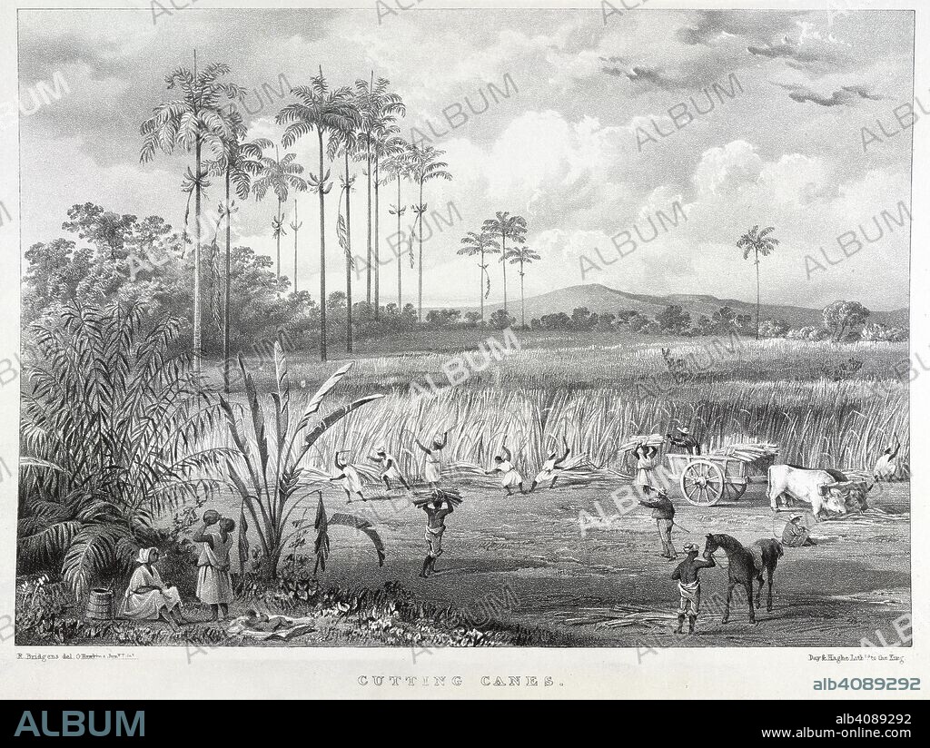 RICHARD BRIDGENS. Cutting canes. Negroes cutting the cane crop and loading it into a cart. West India Scenery, with illustrations of negro character, the process of making sugar, &c., from sketches taken during a voyage to, and residence of seven years in, the island of Trinidad. [Plates, with accompanying text.]. R. Jennings & Co.: London, [1836?]. Source: 789.g.13, plate 9. Language: English.