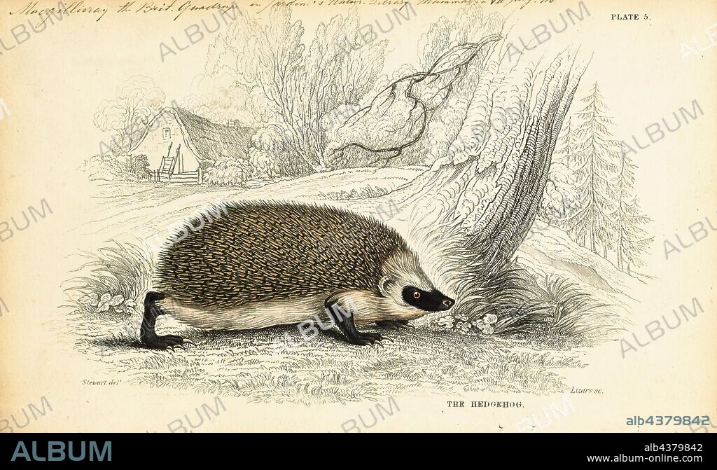 Erinaceus europaeus, Print, The European hedgehog (Erinaceus europaeus), also known as the West European hedgehog or common hedgehog, is a hedgehog species found in Europe, from Iberia and Italy northwards into Scandinavia. It is a generally common and widely distributed species that can survive across a wide range of habitat types. It is a well-known species, and a favorite in European gardens, both for its endearing appearance and its preference for eating a range of garden pests. While populations are currently stable across much of its range, it is thought to be declining severely in Great Britain., 1700-1880.