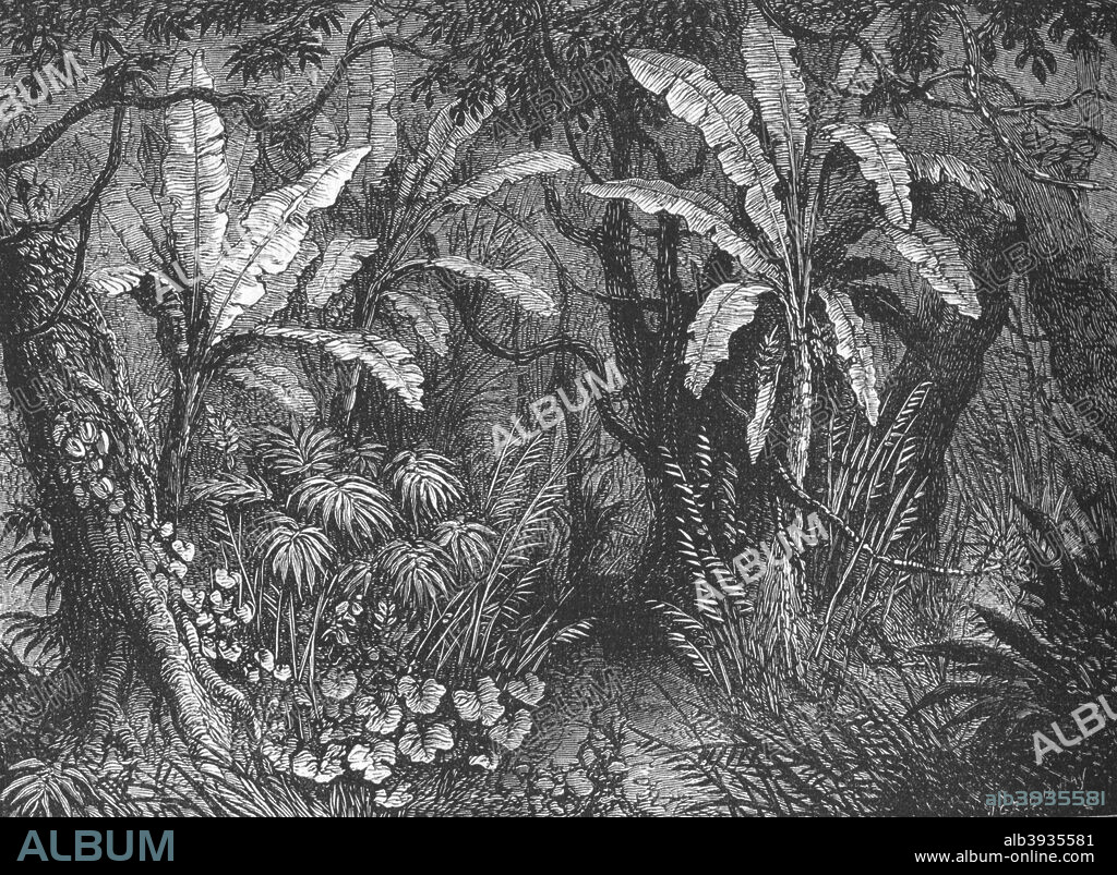 'In the Bush', c1880. Episode of the Third Anglo-Ashanti War (1873-1874). From British Battles on Land and Sea, Vol. III, by James Grant. [Cassell Petter & Galpin, London, Paris & New York, c1880].