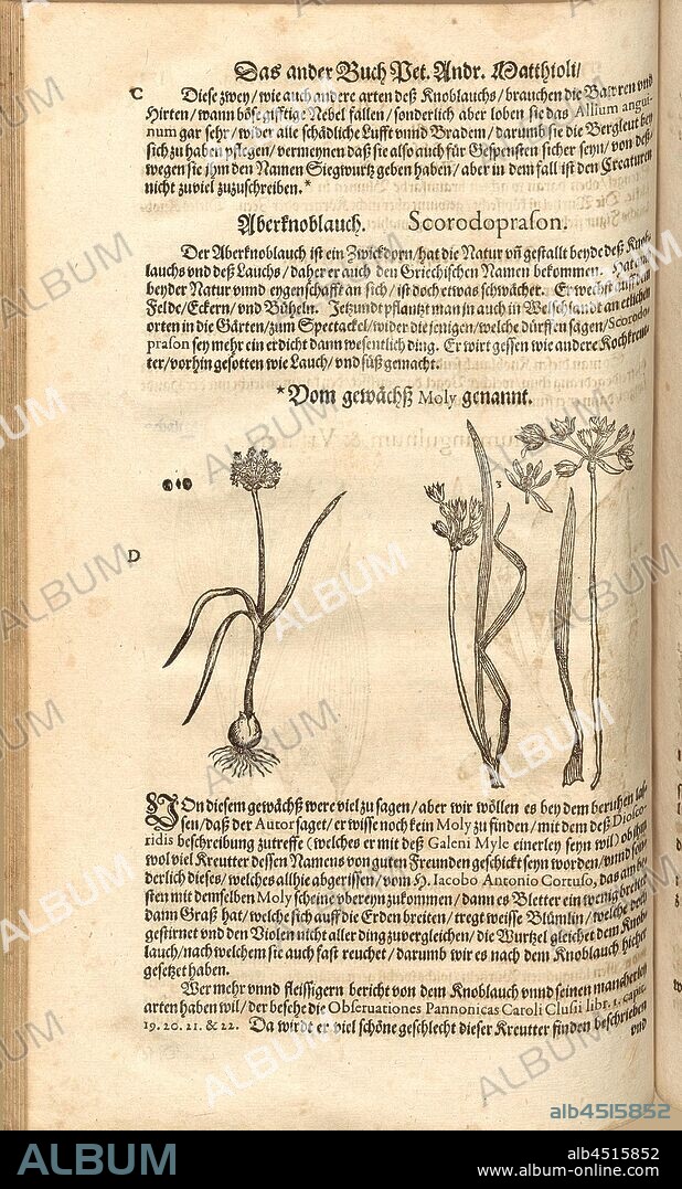 Moly, Herb described by Dioscorides, Fol. 173v, 1590, Pietro Andrea Mattioli, Joachim Camerarius: Kreuterbuch desz hochgelehrten unnd weitberühmten Herrn D. Petri Andreae Matthioli. Franckfort am Mayn: [Feyrabendt], 1590.