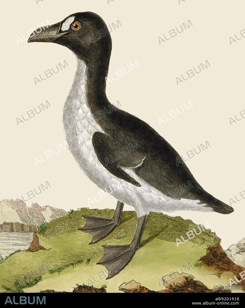 The great auk (Pinguinus impennis) is a species of flightless alcid that became extinct in the mid-19th century. It was the only modern species in the genus Pinguinus. It is not closely related to the birds now known as penguins, which were discovered later by Europeans and so named by sailors because of their physical resemblance to the great auk. Artwork by François-Nicolas Martinet (1731-1800).