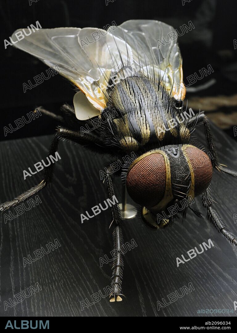 Mosca doméstica o común (Musca domestica) es una especie de díptero braquícero de la familia Muscidae. Es la mosca más común y habitual en la mayoría de los climas de la Tierra. Museum fur Naturkunde (Museo de Historia Natural). Berlín. Alemania. Europa.
