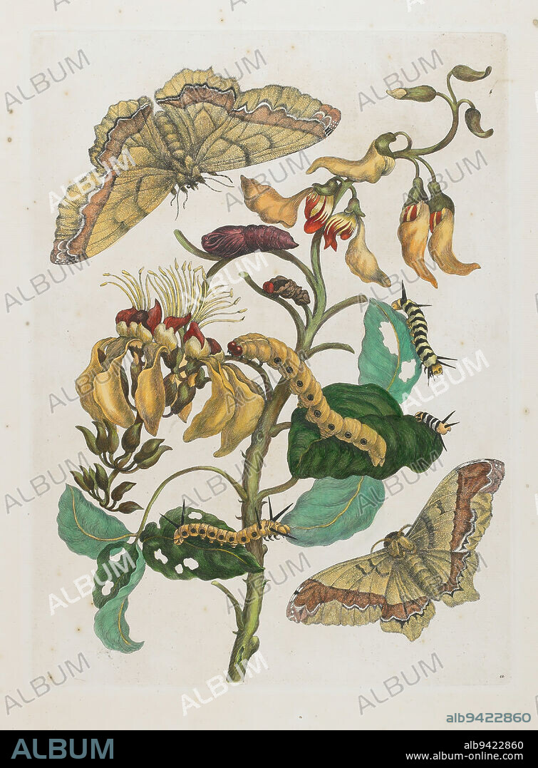 Caterpillars, Butterflies and Flower, 1705 (1705-1771), Maria Sibylla Merian, German, 1647-1717, 15 x 11 1/8 in. (38.1 x 28.26 cm) (sheet), Hand-colored etching and engraving, Germany, 18th century, In this beautifully balanced composition, Merian has depicted two Saturniid moths Arsenura armada (Cramer) at top right and bottom left. The larvae are not the early stage of this moth as Merian had thought, but of another species. The plant in the center is the Palisade tree, which can grow sixty-five feet tall and is native to tropical South America. The Saturniid moth has a wide distribution from Mexico to southern Brazil and can vary greatly in appearance.