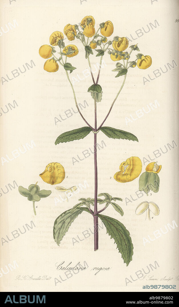 Lady's purse, slipper flower, pocketbook flower, or slipperwort, Calceolaria ascendens. Native to Chile, sent to the Glasgow Botanic Garden. Sage-leaved slipper-flower, Calceolaria rugosa. Handcoloured copperplate engraving by Joseph Swan after a botanical illustration by Robert Kaye Greville from William Jackson Hooker's Exotic Flora, William Blackwood, Edinburgh, 1823-27.