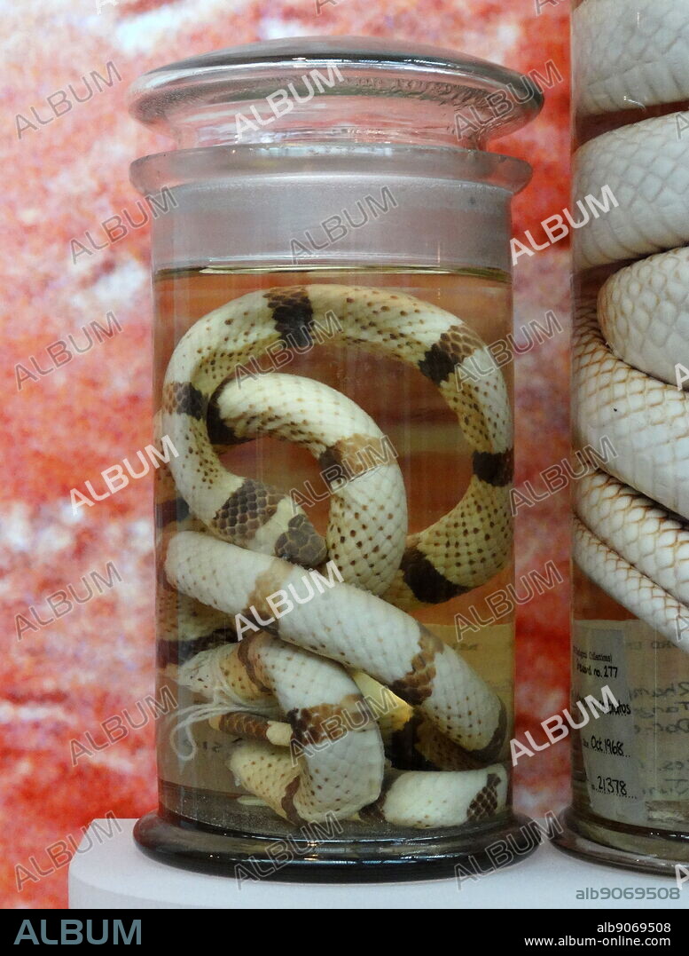 Micrurus diastema (Coral Snake) species of venomous elapid snake, native to southeastern Mexico and Central America. Dated 1854.