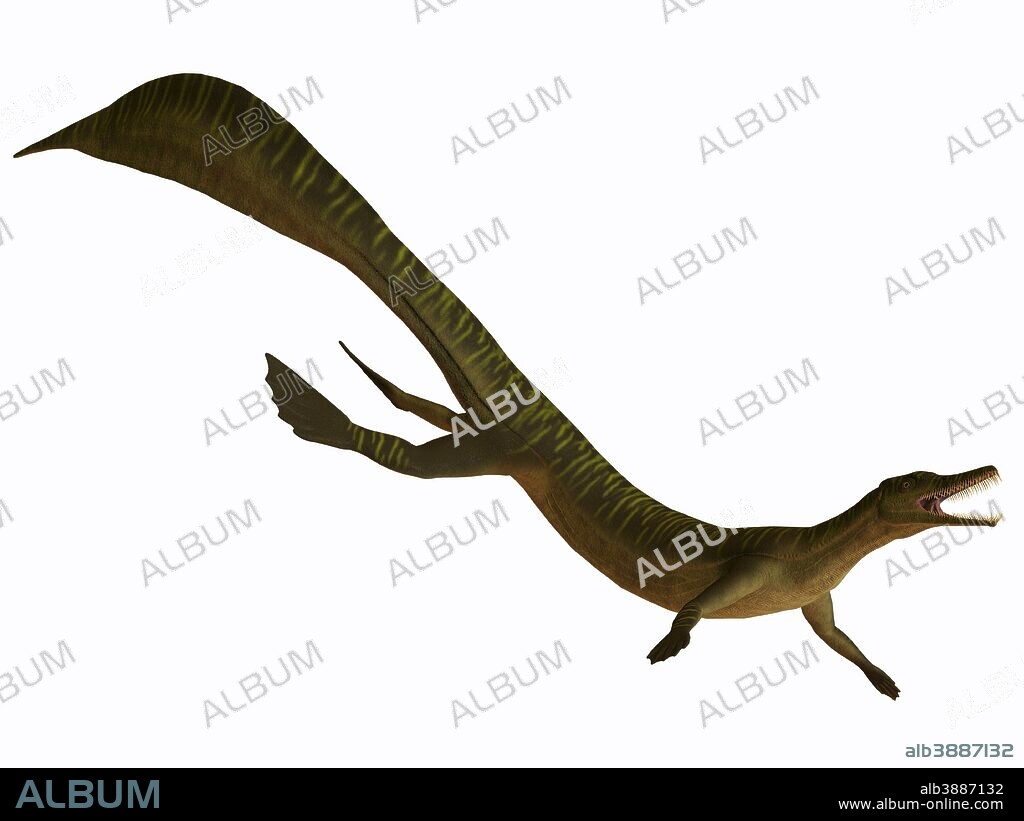 The Mesosaurus was a carnivorous aquatic reptile from the Early Permian of Africa and South America.