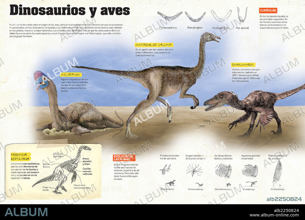 Dinosaurs and birds. Infographics about the ancestors of birds, such as the maniraptora, and other types of dinosaurs with feathers.