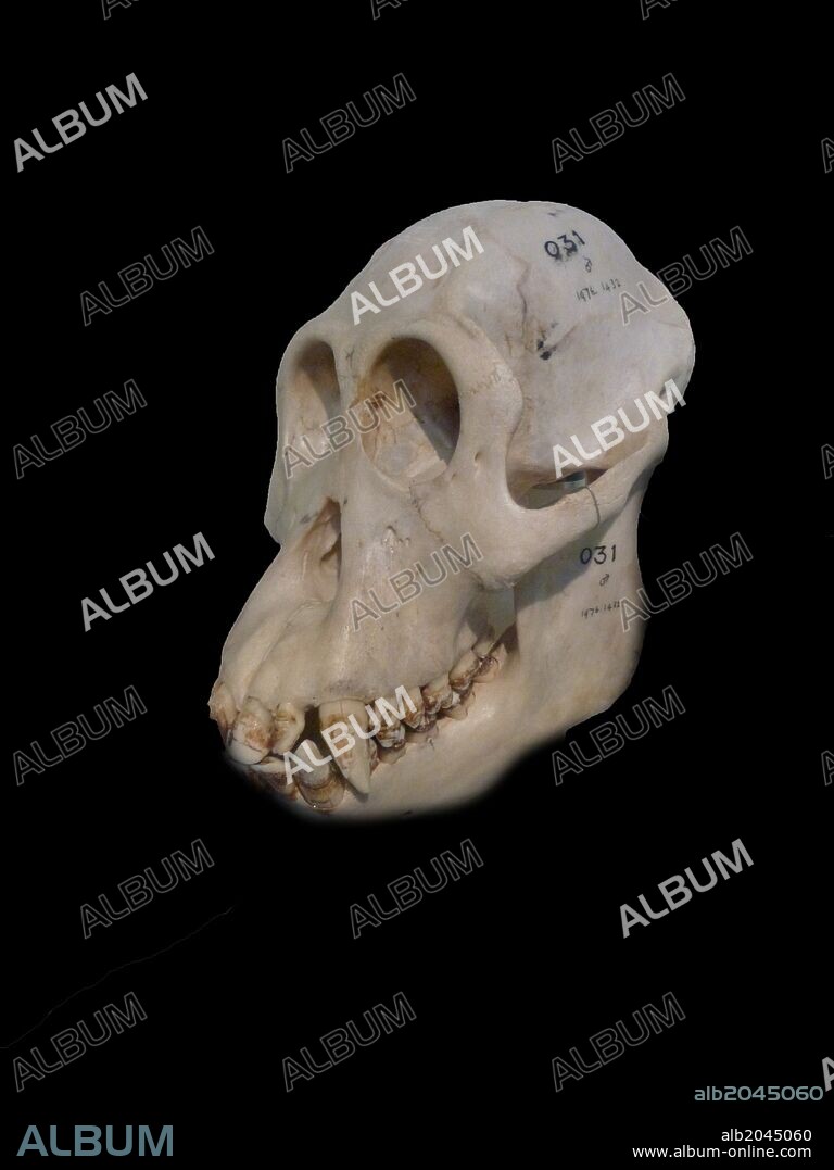 Gracile australopithecines - not heavily built as their 'robust' relatives, but they do share many physical features.
