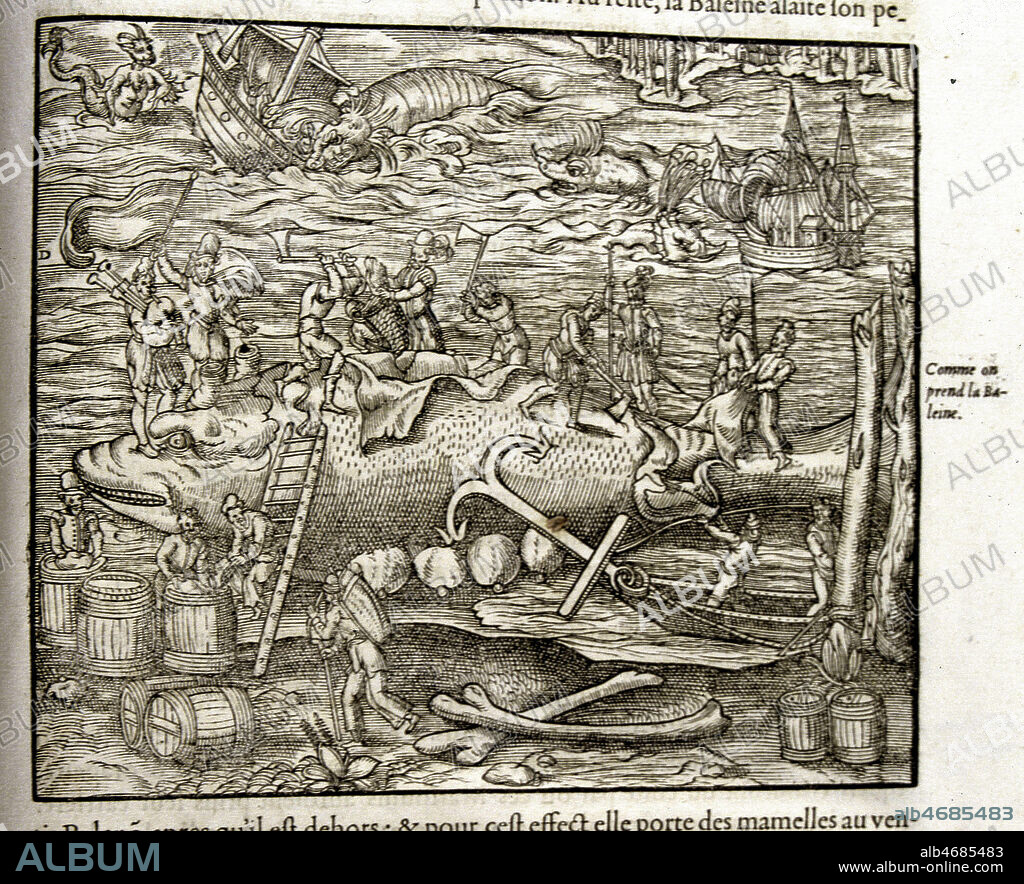 Depecage d'une baleine. Illustration tiree de l'ouvrage d'Andre THEVET (1502-1590) 'Cosmographie universelle', edition de 1575 (16e, 16eme, XVIe s.) Credit : Jean Vigne/KHARBINE-TAPABOR.