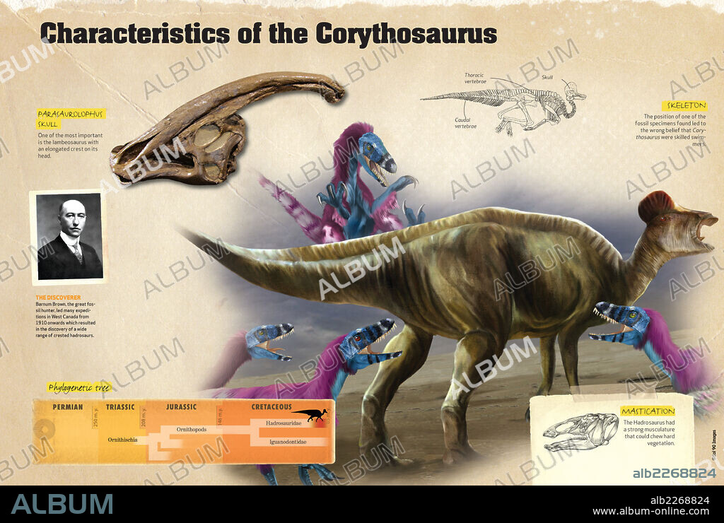 Características del Corythosaurus. Infografía donde se muestran características del Coritosaurio, dinosaurios del Cretácico, como su esqueleto, su árbol filogenético y su descubridor.