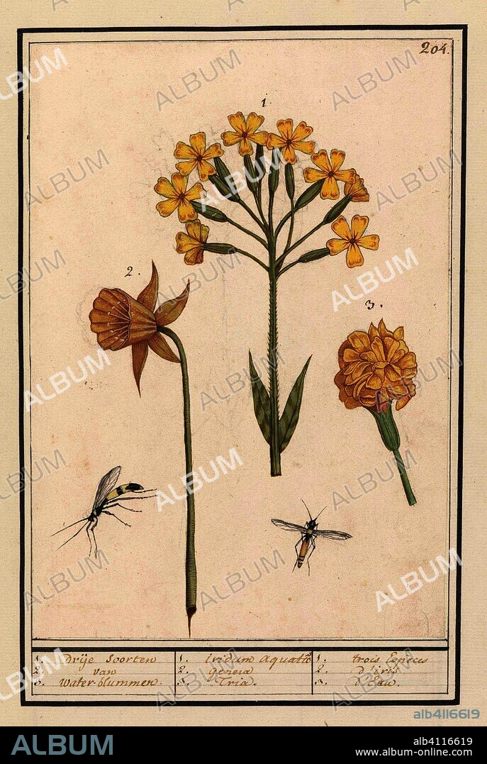 ANSELMUS BOËTIUS DE BOODT. Narcis (Narcissus), Gulden sleutelbloem (Primula veris) en Afrikaantje (Tagetes). 1.2.3. drije soorten van water-blummen / 1.2.3. iridum aquatic genera Tria. / 1.2.3. trois Espèces d'iris d'Eau (title on object). Draughtsman: Anselmus Boëtius de Boodt. Draughtsman: Elias Verhulst. Dating: 1596 - 1610. Place: Praag. Measurements: h 240 mm × w 166 mm.