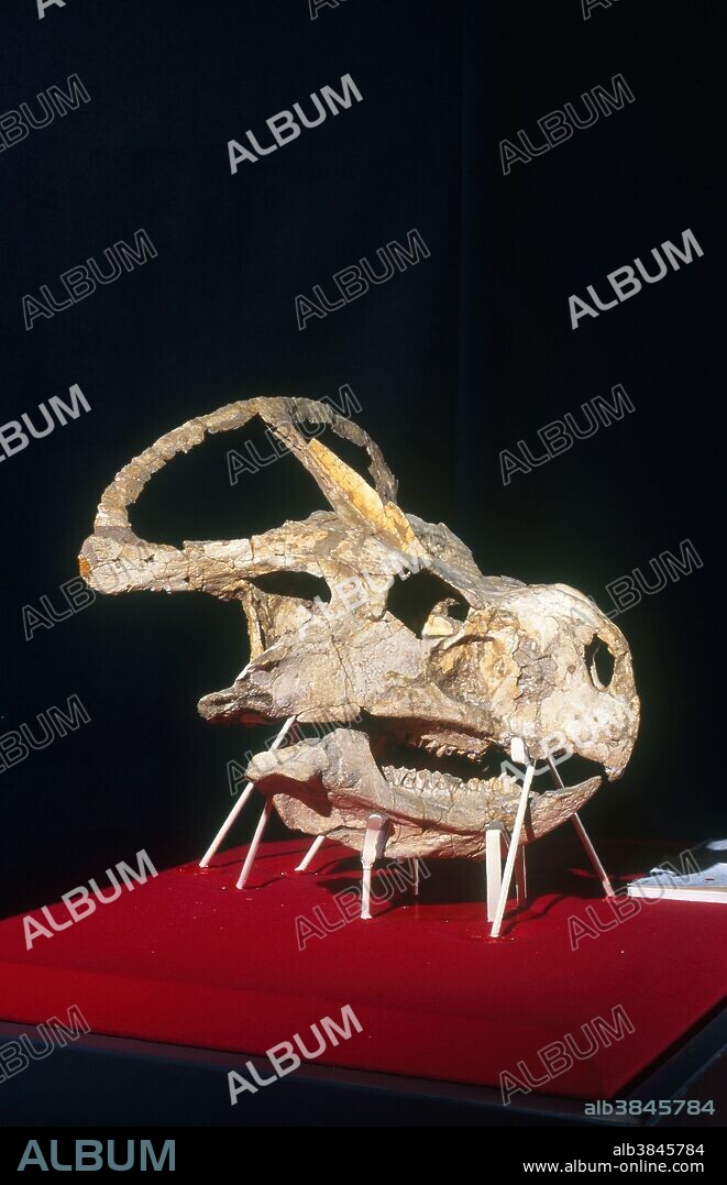Protoceratops skull from the Museum of Natural History in Ulan Bator, Mongolia. Protoceratops lived in the Cretaceous Period.