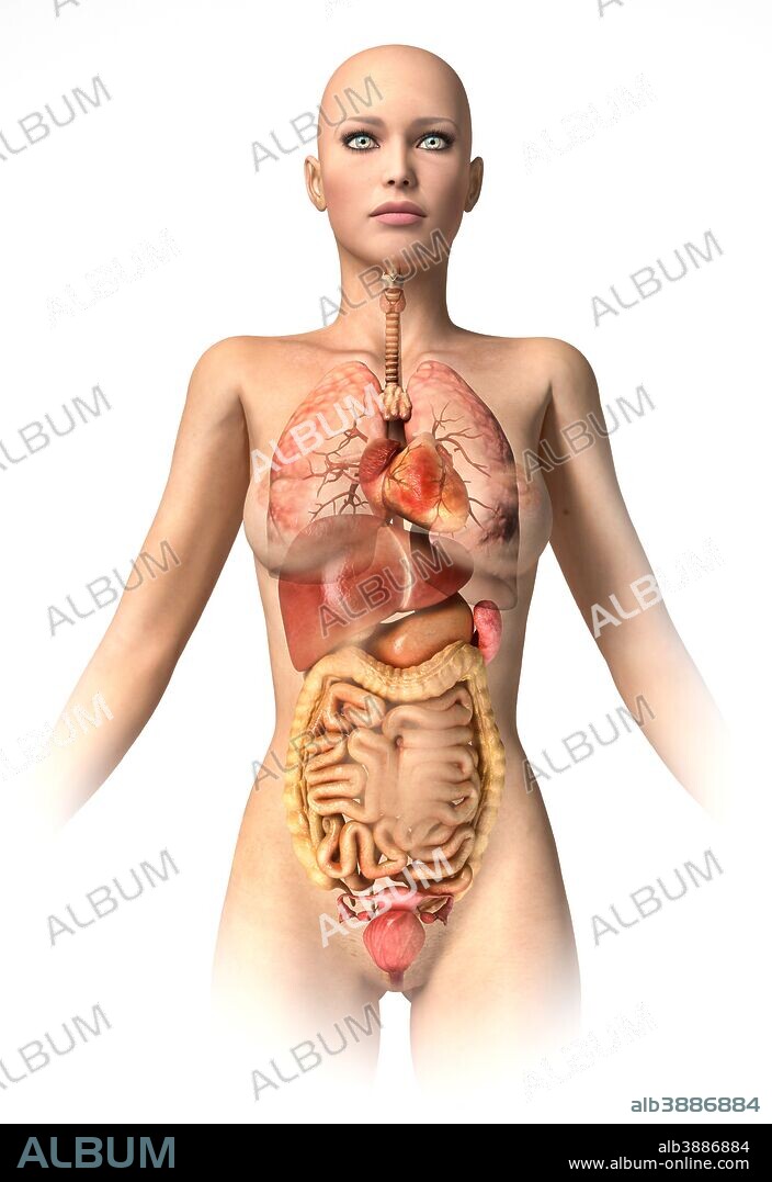 Anatomy of female body with internal organs superimposed.