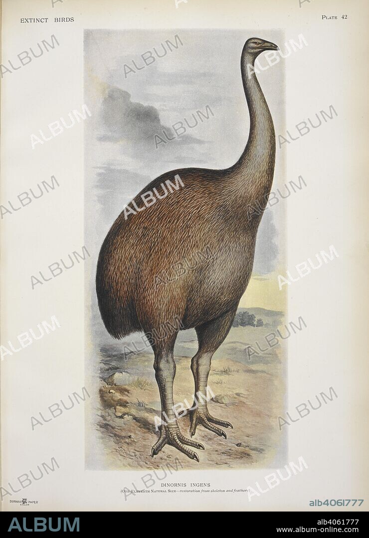 ROTHSCHILD, LIONEL WALTER ROTHSCHILD, BARON,. Dinornis ingens. A moa. Extinct birds : an attempt to unite in one volume a short account of those birds which have become extinct in historical times-that is, within the last six or seven hundred years : to which are added a few which still exist, but are on the verge of extinction / by Walter Rothschild ; with 45 coloured plates, embracing 63 subjects, and other illustrations. London : Hutchinson & Co., 1907. Source: LR.268.d.8 plate 42.