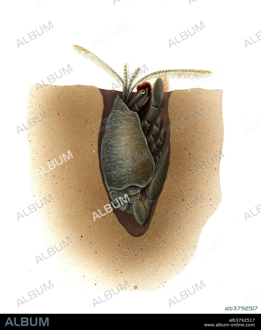 illustration of a Crustacean called a mole crab (also known as sand crabs)..These animals burrow in sand along the wash zone and use their antennae to filter feed.