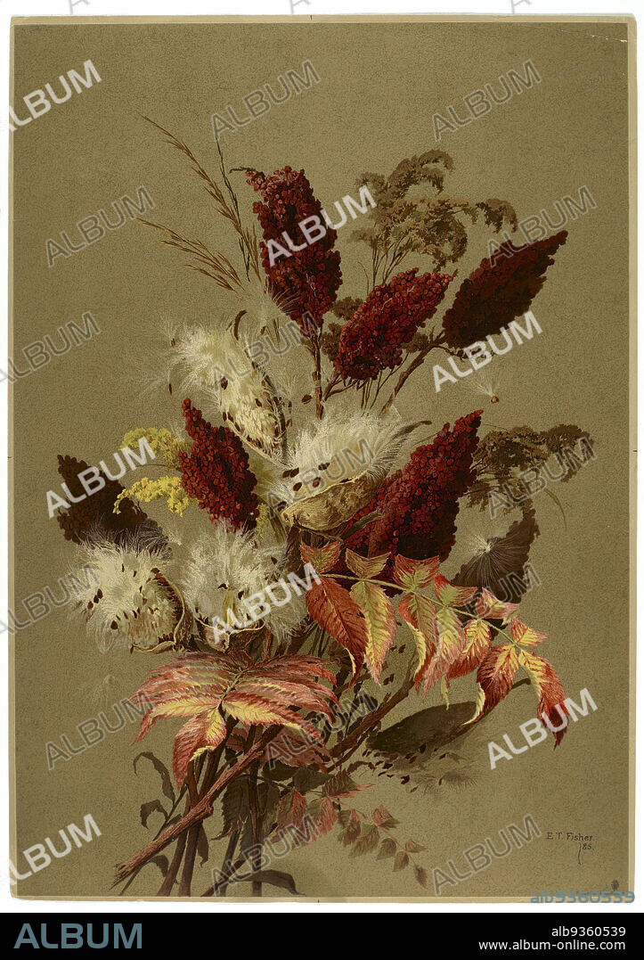 Sumac and Milk-weed, Ellen Thayer Fisher, American, 1847-1911, Lithograph, 1885, 20 9/16 x 14 1/2 in., 52.2 x 36.8 cm, botanical, bouquet, herbs, nature study, plants, woman artist.