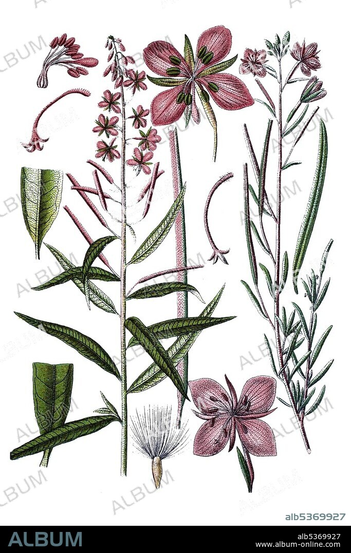 Fireweed, Rosebay willowherb (Epilobium angustifolium) on the left, Alpine willowherb (Epilobium dodonaei) on the right, medicinal plants, historical chromolithography, about 1796.
