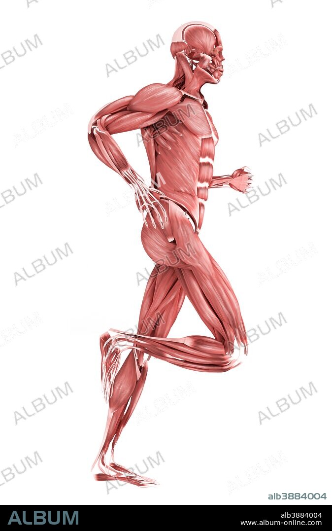 Medical illustration of male muscles running, side view.