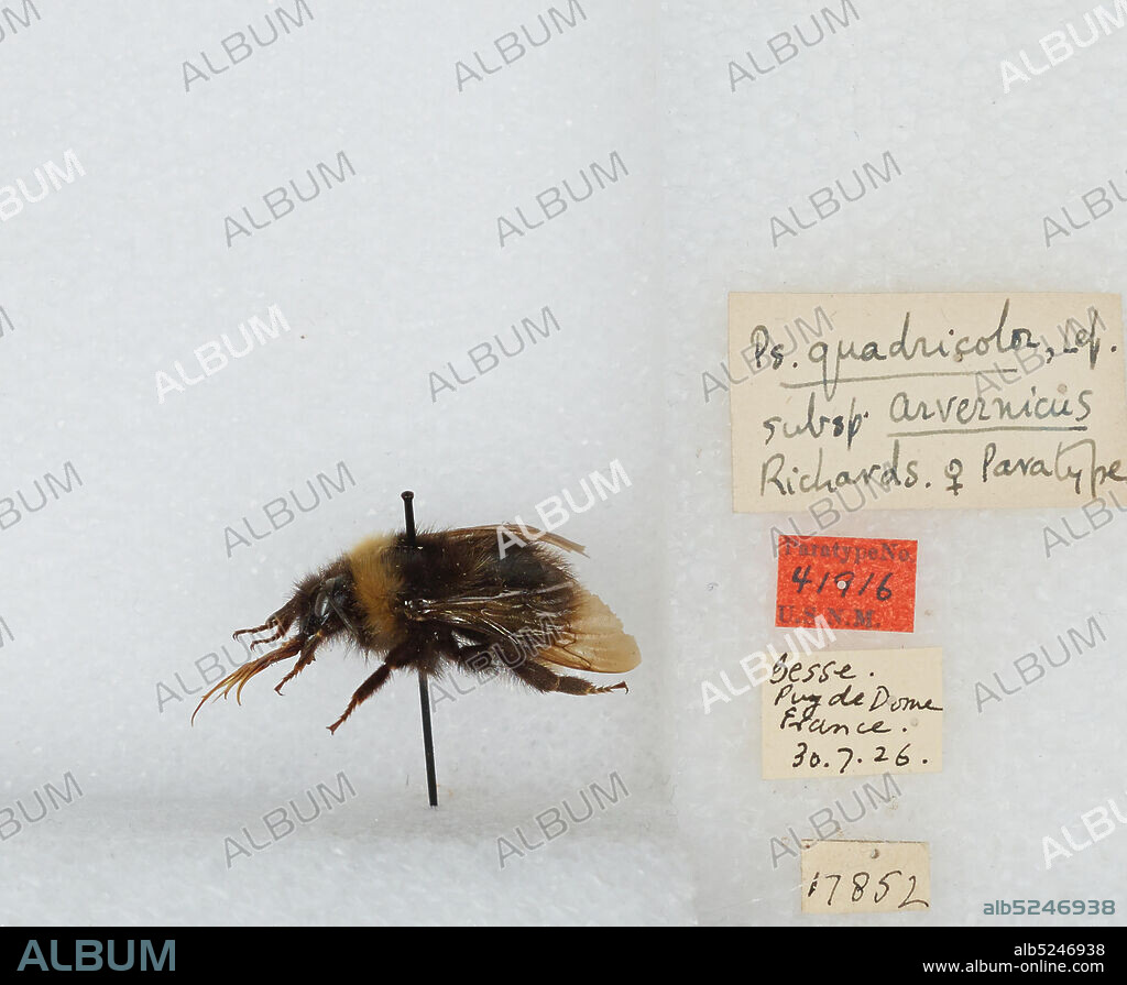 Puy De Dome, Auvergne, France, Bombus (Psithyrus) quadricolor (Lepeletier), Animalia, Arthropoda, Insecta, Hymenoptera, Apidae, Apinae.
