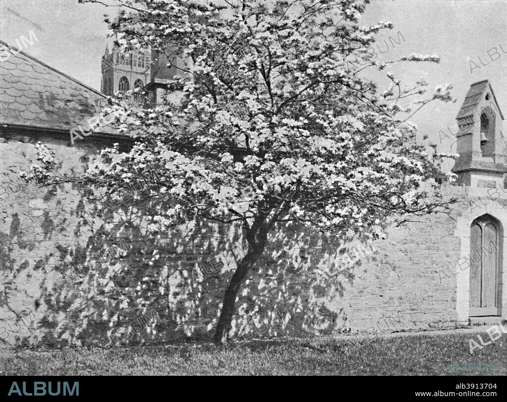 'The Glastonbury Thorn', 1902. The Glastonbury thorn is a form of common hawthorn, Crataegus monogyna 'Biflora' found in and around Glastonbury, Somerset, England. From Social England, edited by H.D. Traill, D.C.L. and J. S. Mann, M.A. [Cassell and Company, Limited, London, Paris, New York & Melbourne, 1902].