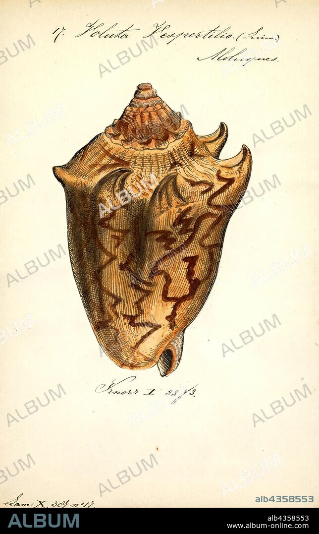Voluta vespertilio, Print, Voluta is a genus of medium to large sea snails, marine gastropod molluscs in the family Volutidae, the volutes.