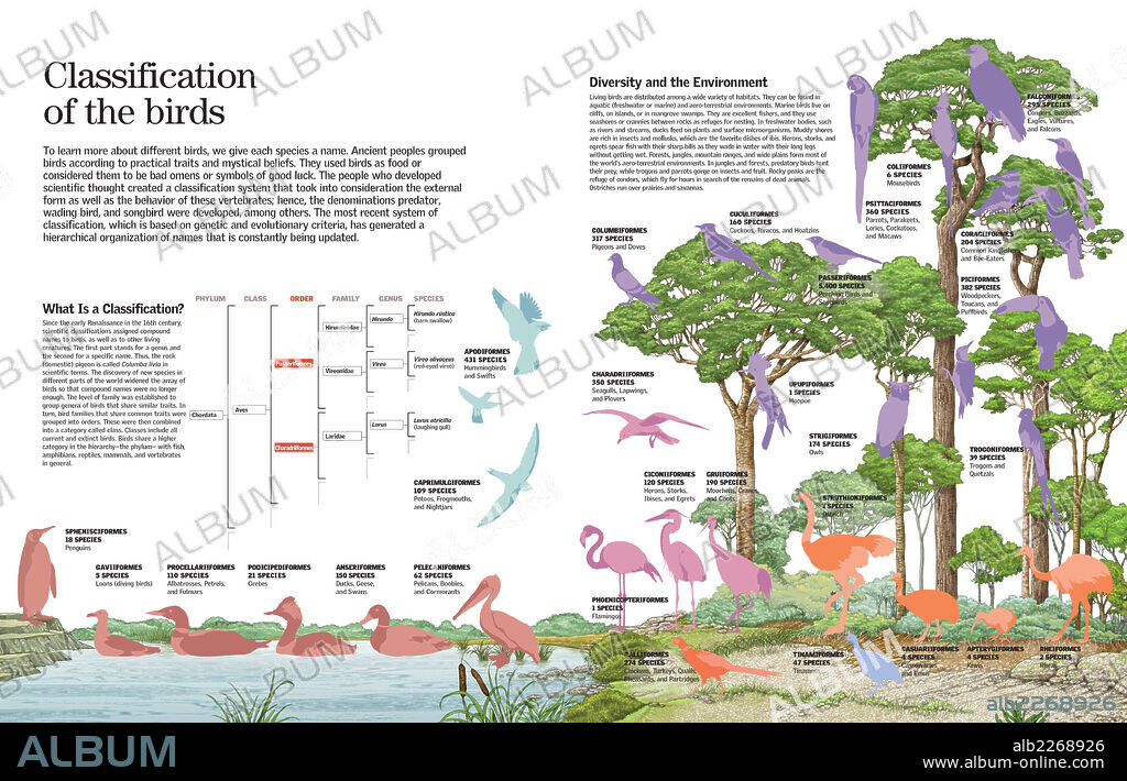 Clasificación de las aves. Infografía de la clasificación de las aves según su hábitat.