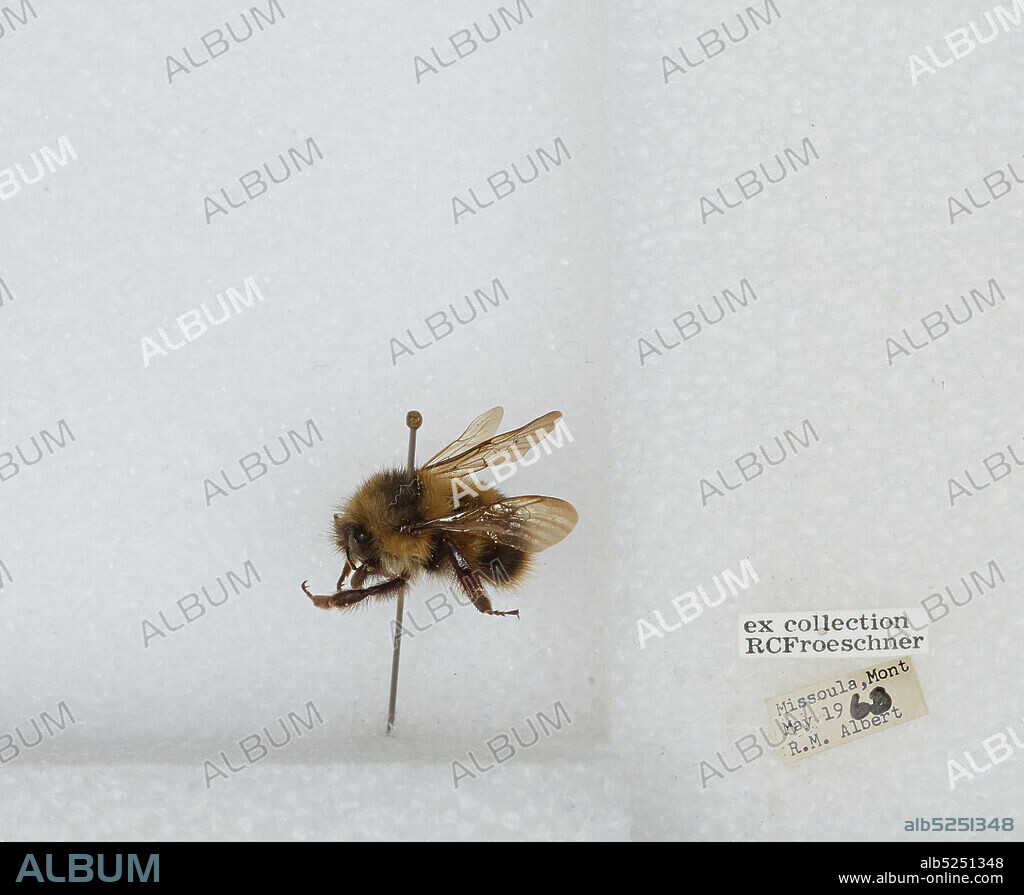 Missoula, Montana, United States, Bombus sp., Animalia, Arthropoda, Insecta, Hymenoptera, Apidae, Apinae.