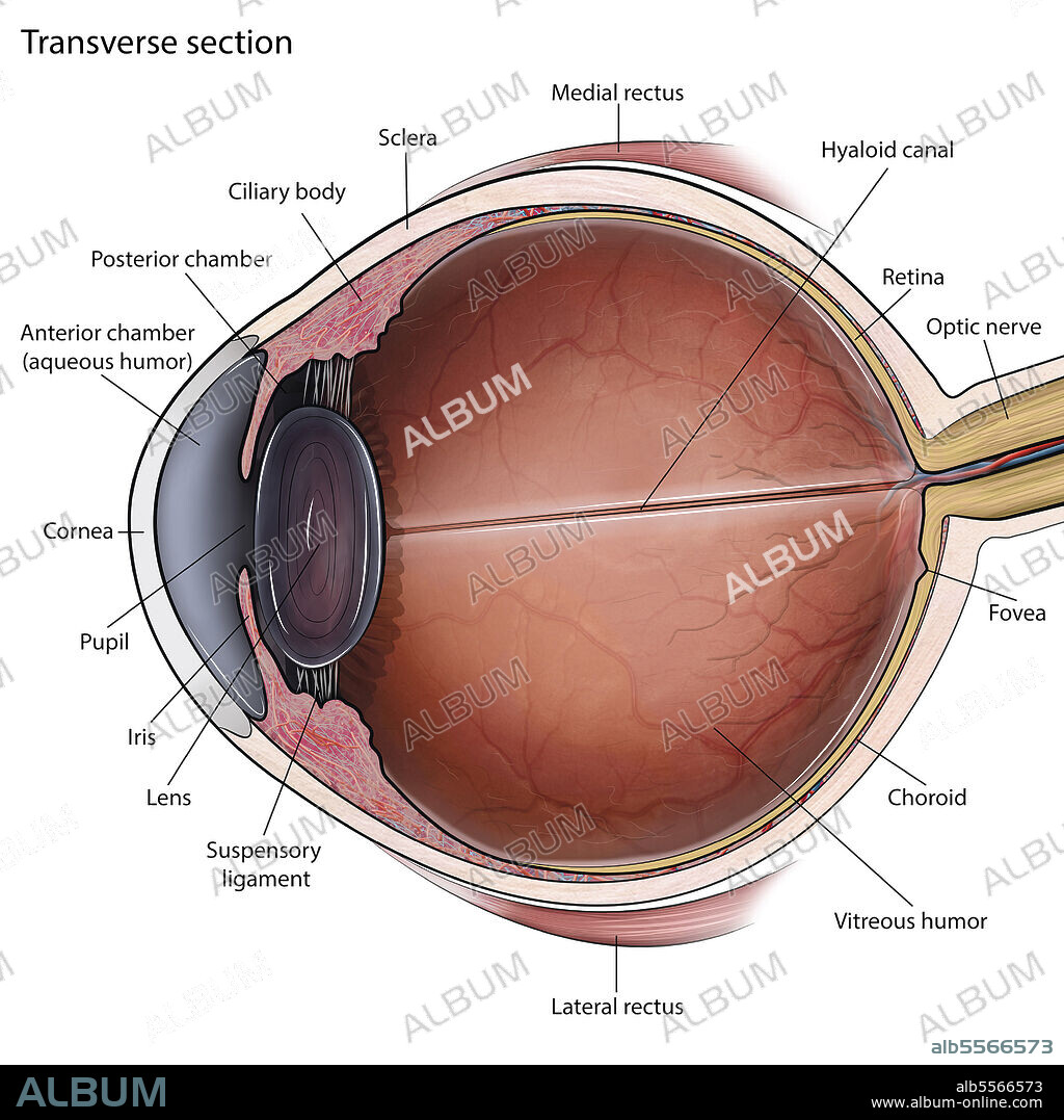 Transverse section of eye anatomy with labels.