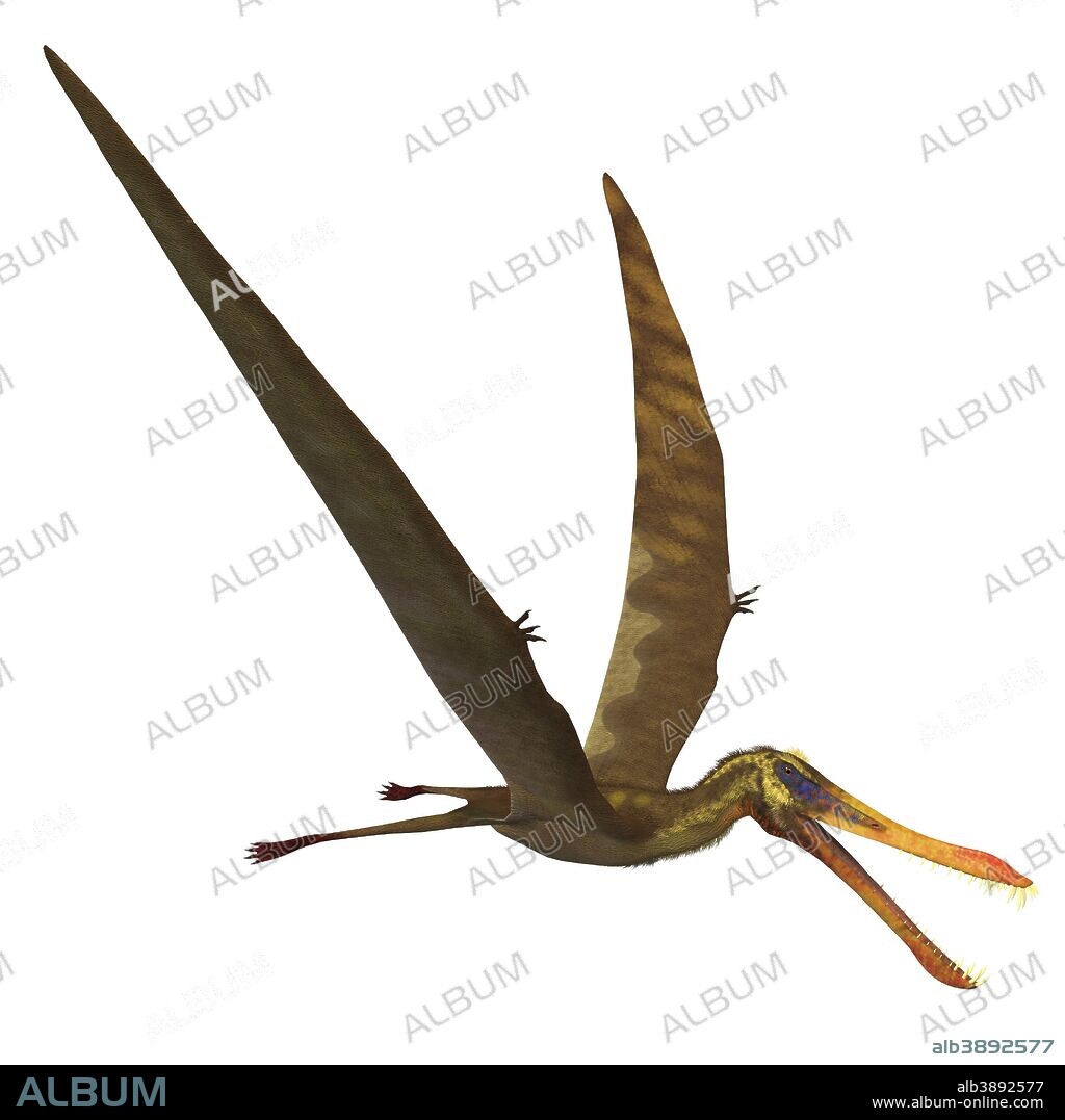 Anhanguera, a genus of Pterosaur from the Cretaceous period.