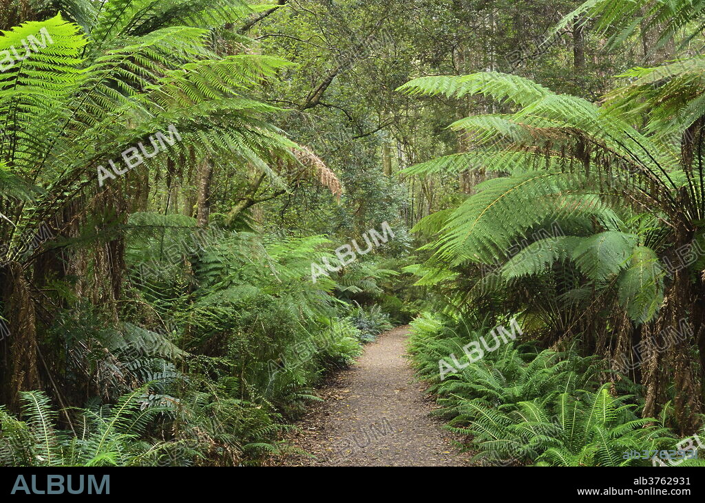 Footpath through Temperate Rainforest, Strahan, Tasmania, Australia, Pacific.