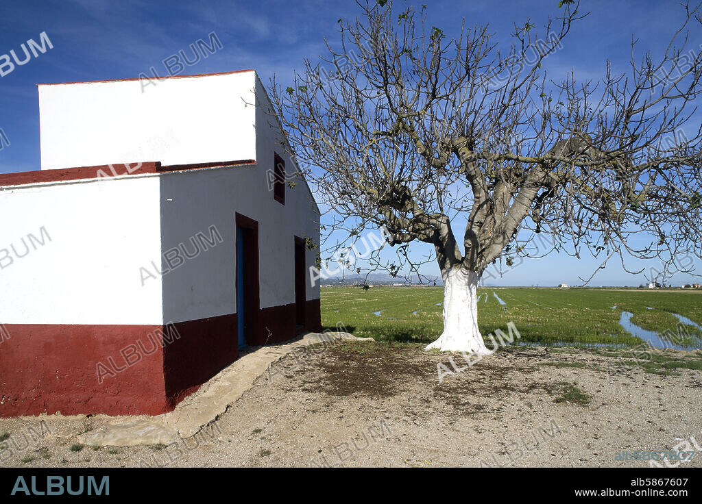 Delta del Ebre / Ebro; (cerca de L' Ampolla); barraca / higuera, campos de arroz.