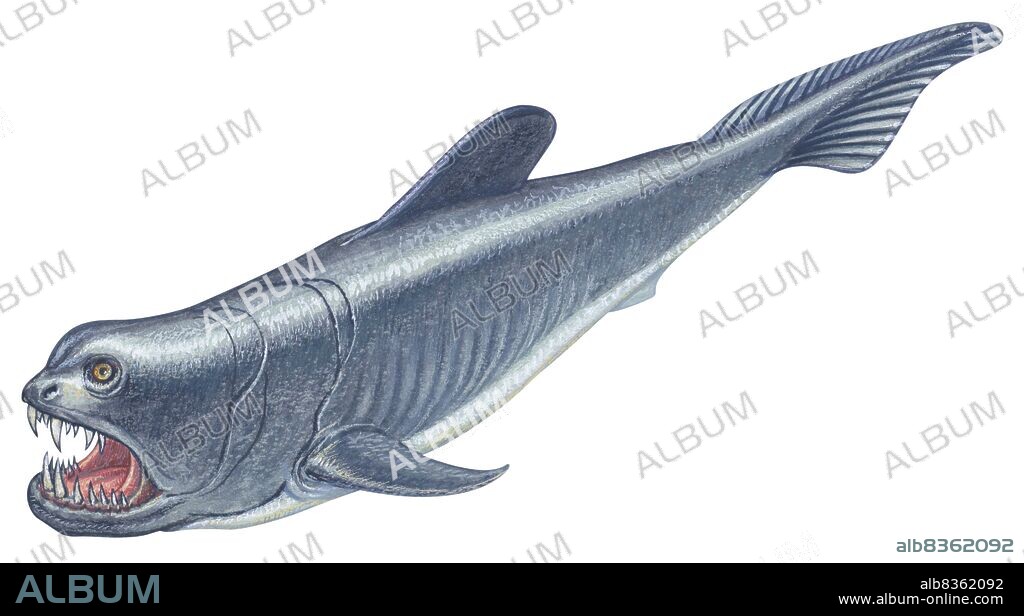Dinichthys.