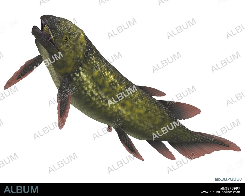 Dipterus is an extinct freshwater lungfish from the Devonian Period of Australia and Europe.