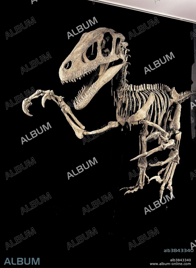 Dinosaurs, Therapods. Utahraptor, Lower Cretaceous, Utah, USA. Specimen: Collections of College of Eastern Utah Prehistoric Museum, Price, Utah, USA.