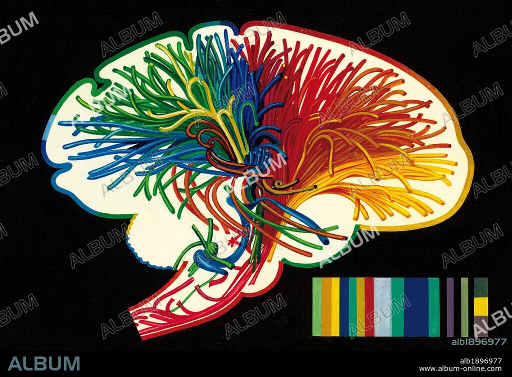EL CEREBRO. Dibujo del haz de FIBRAS NERVIOSAS del cerebro que intervienen en el análisis de las sensaciones de los fenómenos de la memoria y de la integración del pensamiento.