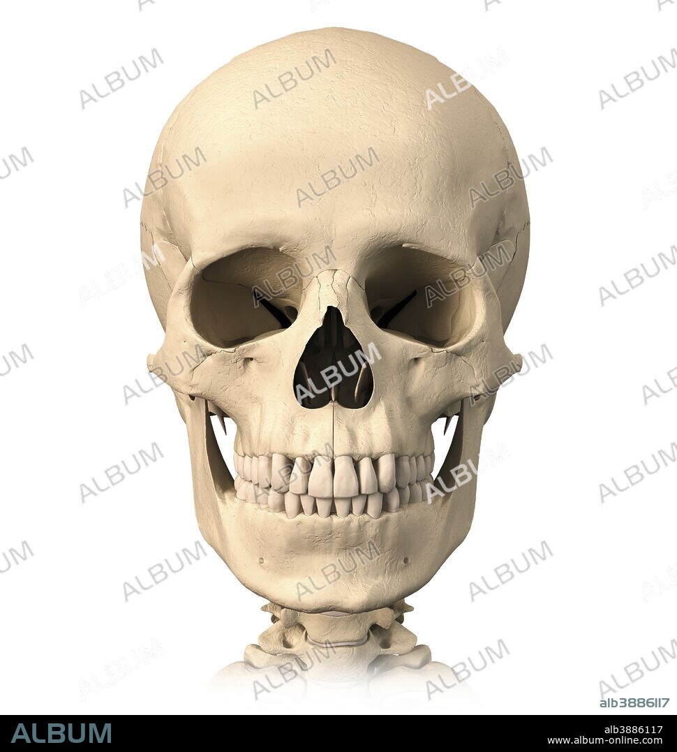Anatomy of human skull, front view.