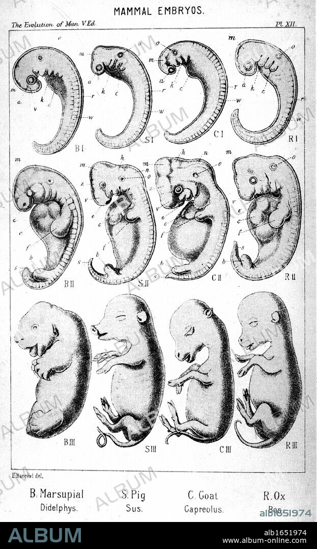 Mammal embryos. From Ernst Haeckel 'The Evolution of Man', fifth edition, London, 1910.