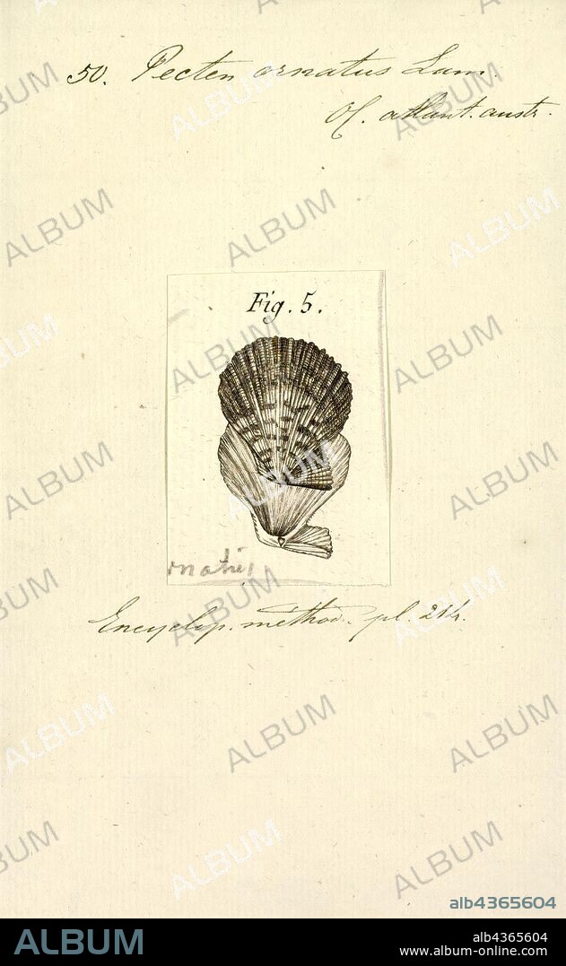 Pecten ornatus, Print.