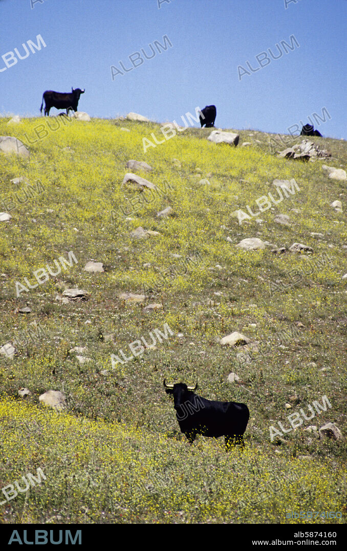 cerca de Alcalá de los Gazules, "Ruta del Toro", ganadería brava.