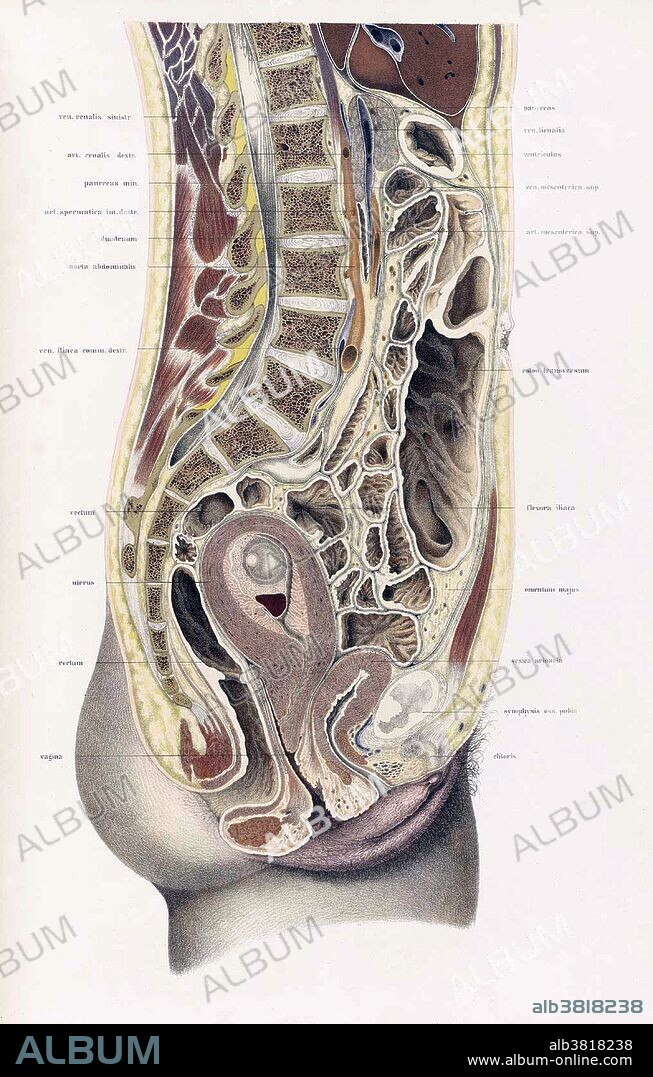 Topographisch-anatomischer, Braune, 1872