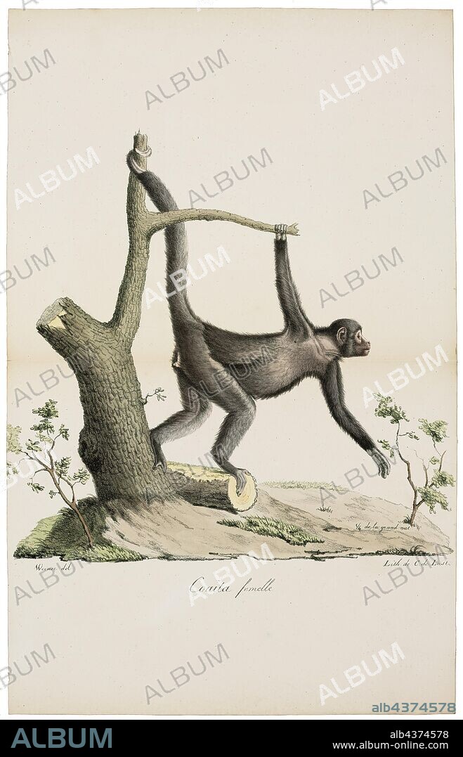 Ateles paniscus, Print, The red-faced spider monkey (Ateles paniscus) also known as the Guiana spider monkey or red-faced black spider monkey, is a species of spider monkey found in the rain forests in northern South America., 1818-1842.