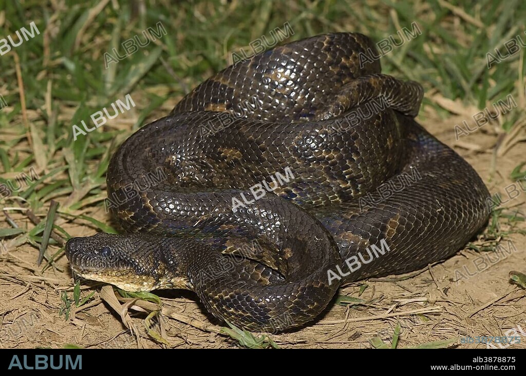 Madagascar Tree Boa or Boa manditra (Sanzinia madagascariensis), endemic, Madagascar, Africa.