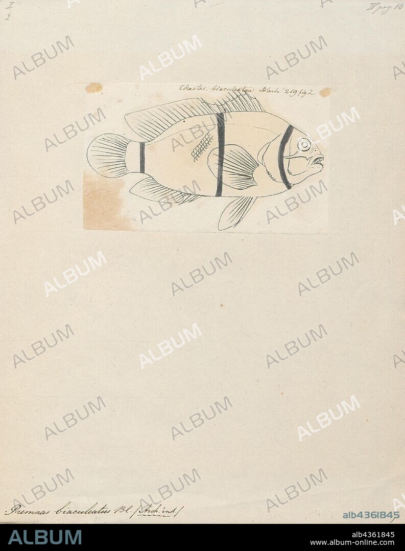 Premnas biaculeatus, Print, Premnas biaculeatus, commonly known as spine-cheeked anemonefish or the maroon clownfish, is a species of anemonefish found in the Indo-Pacific from western Indonesia to Taiwan and the Great Barrier Reef. They can grow up to be about 17 cm (6.7 in). Like all anemonefishes it forms a symbiotic mutualism with sea anemones and is unaffected by the stinging tentacles of the host anemone. It is a sequential hermaphrodite with a strict size-based dominance hierarchy; the female is largest, the breeding male is second largest, and the male nonbreeders get progressively smaller as the hierarchy descends. They exhibit protandry, meaning the breeding male changes to female if the sole breeding female dies, with the largest nonbreeder becoming the breeding male. The fish's natural diet includes algae and zooplankton., 1774-1804.