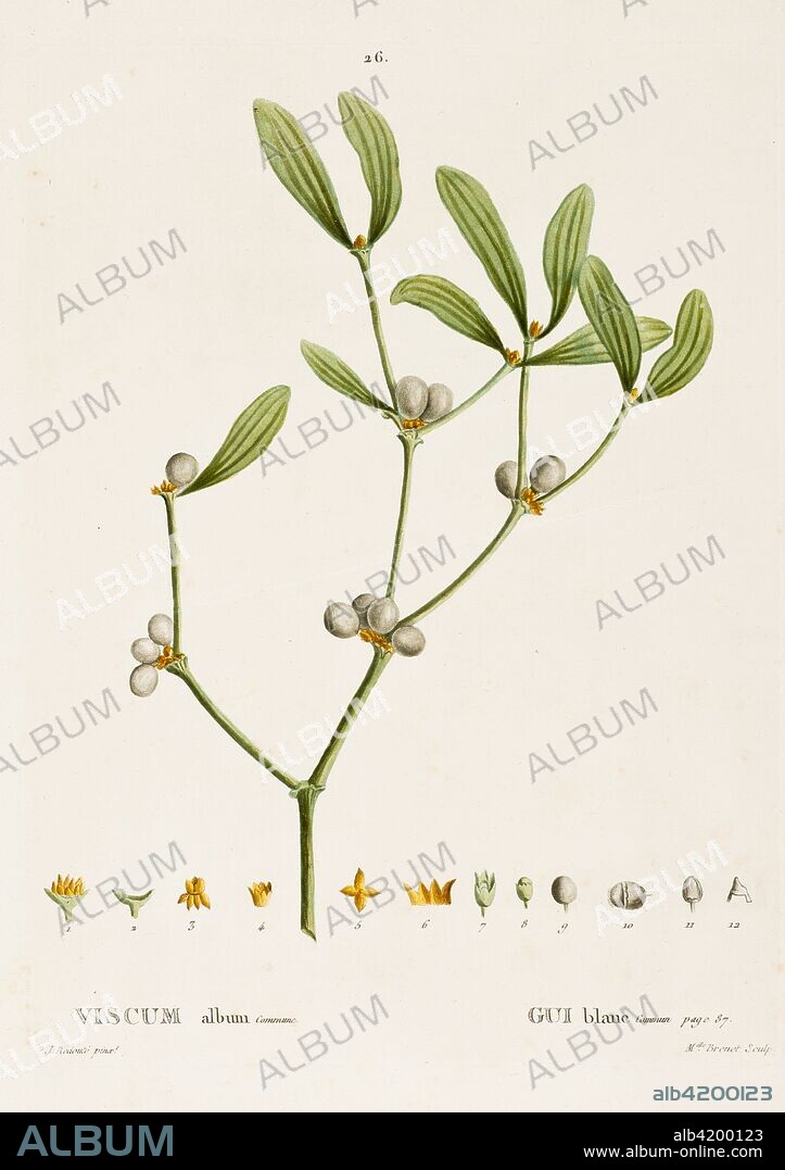 Viscum  album L. (Mistletoe), c1800-1830. Extracts and preparations from the parasitic plant mistletoe (Viscum album L.) have been used in the treatment of cancer. Druids revered as sacred any Oak containing mistletoe. In medieval times mistletoe could keep witches at bay, lead you to treasure and cure epilepsy. As an evergreen mistletoe symbolised eternal life and fertility.